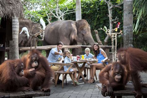 bali zoo orangutan breakfast